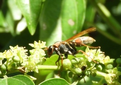 Polistes pacificus