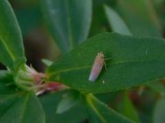 Graminella villica