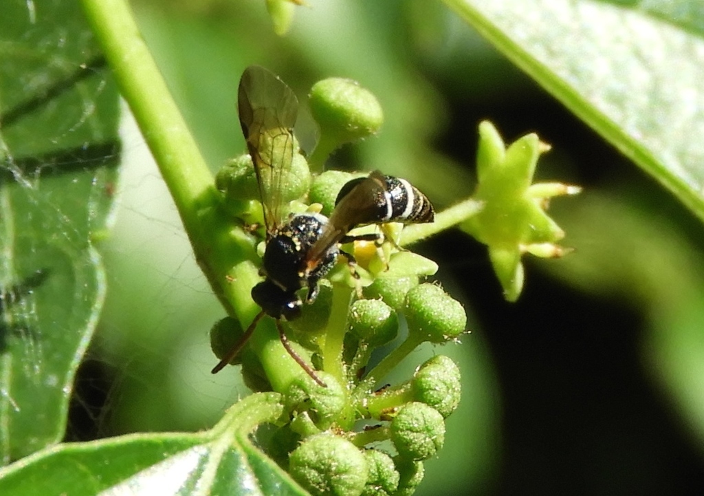 Hylaeopsis