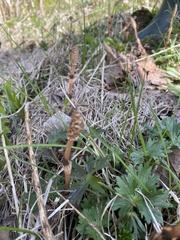 Equisetum arvense image
