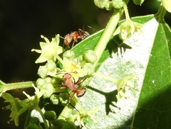 Camponotus rectangularis