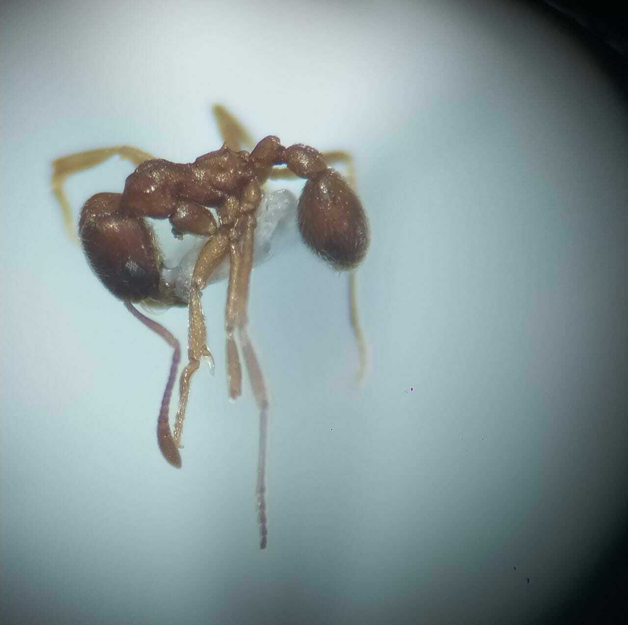 Kalathomyrmex emeryi