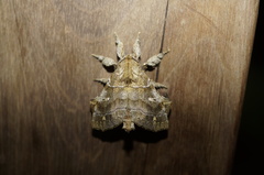Apatelodidae