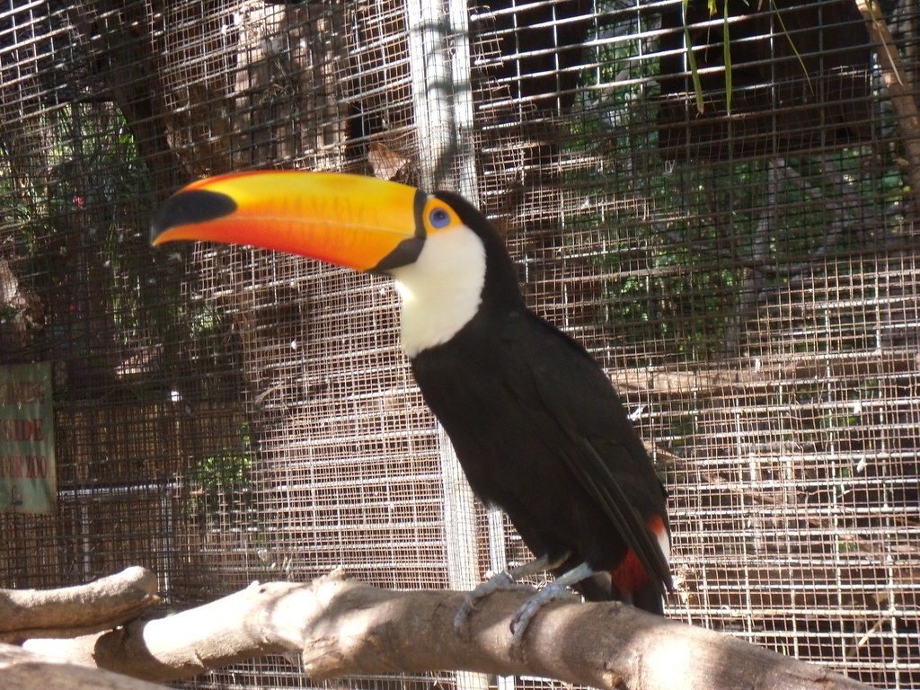 Large Toucans from Manila, PH-MM, PH on January 1, 2013 by ...