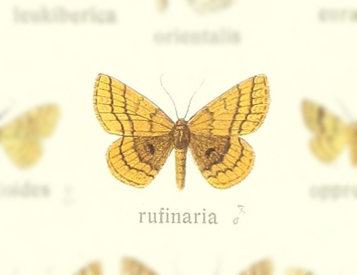 Holarctias