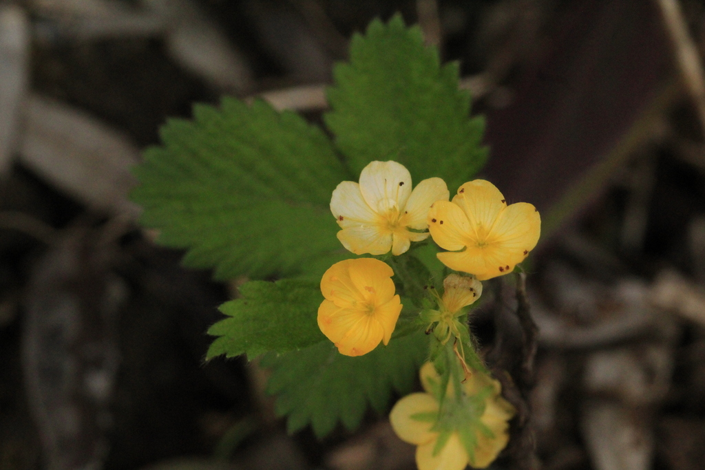 Bastard Agrimony
