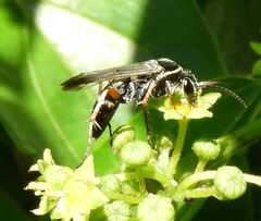 Episyron conterminus cressoni