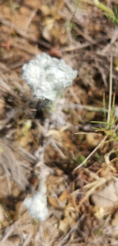 Image of Bombycilaena erecta by no rights reserved