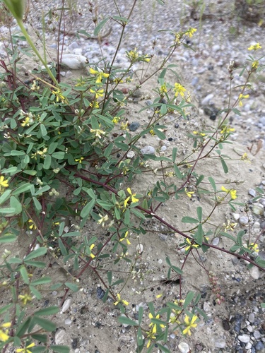 Melilotus neapolitanus (Melilotus neapolitanus)
