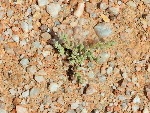 Ruschia muricata