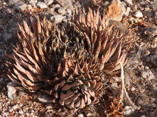 Image of Aloe claviflora by (c) amantedarmanin, some rights reserved (CC BY)