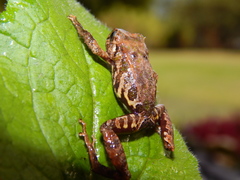 Pristimantis scoloblepharus
