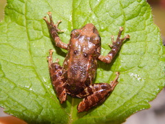 Pristimantis scoloblepharus