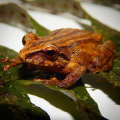 Pristimantis permixtus