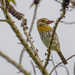Chaco Puffbird - Photo (c) Cláudio Dias Timm, some rights reserved (CC BY-NC-SA)