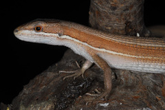 Takydromus wolteri