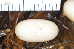 Takydromus wolteri