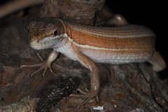 Takydromus wolteri