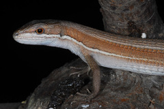 Takydromus wolteri