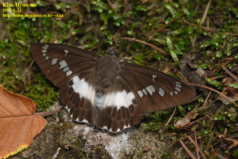 Satarupa nymphalis