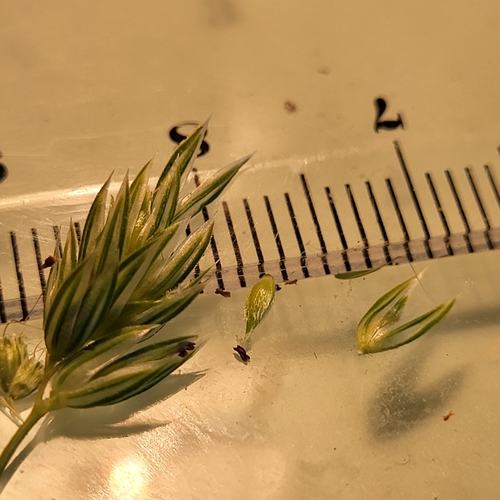 Image of Lemmon's Canarygrass (Phalaris lemmonii) by (c) D Defreese, some rights reserved (CC BY)