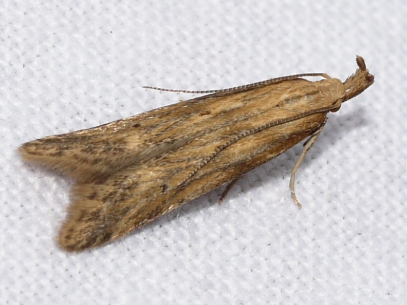 Metzneria