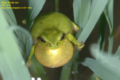 Hyla suweonensis