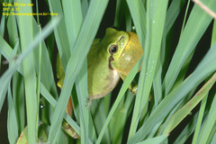 Hyla suweonensis