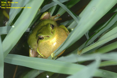 Hyla suweonensis