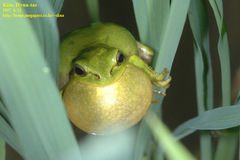 Hyla suweonensis