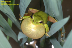 Hyla suweonensis