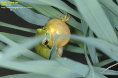Hyla suweonensis