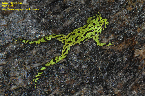 Oriental Fire-bellied Toad
