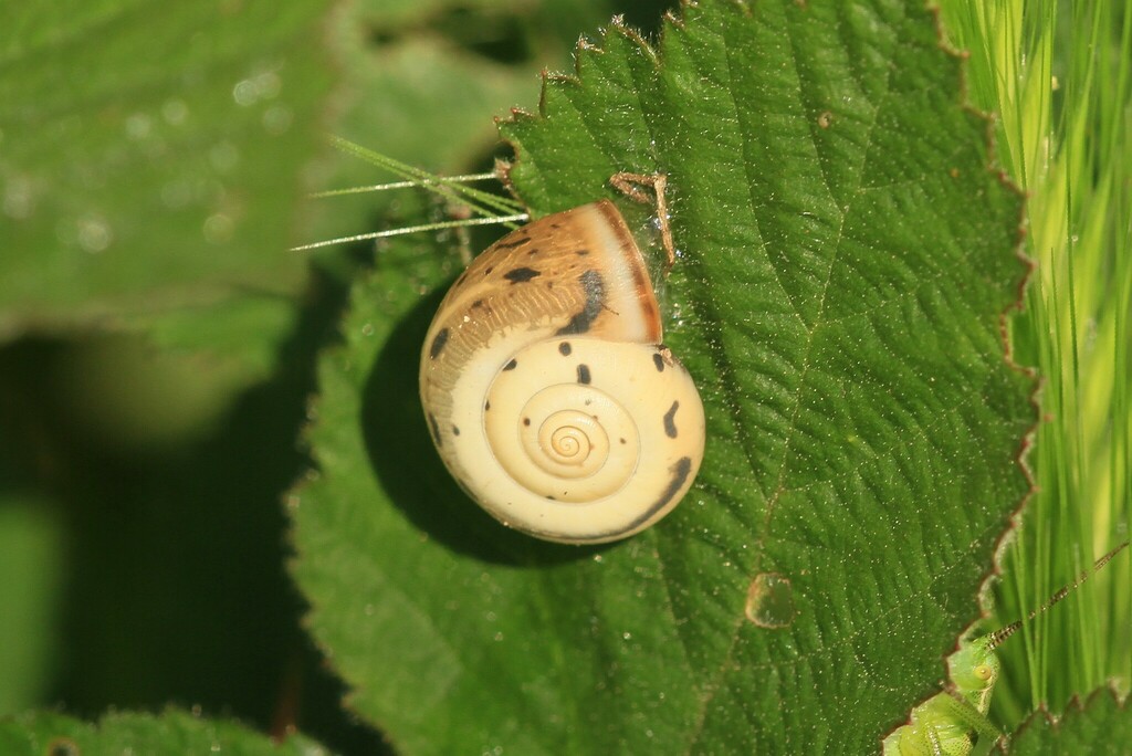 Monacha claustralis