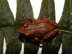 Pristimantis permixtus