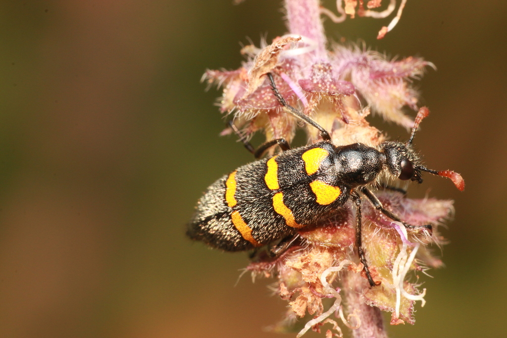 Hycleus apicicornis