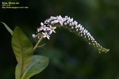 Lysimachia barystachys