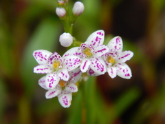 Epidendrum fimbriatum