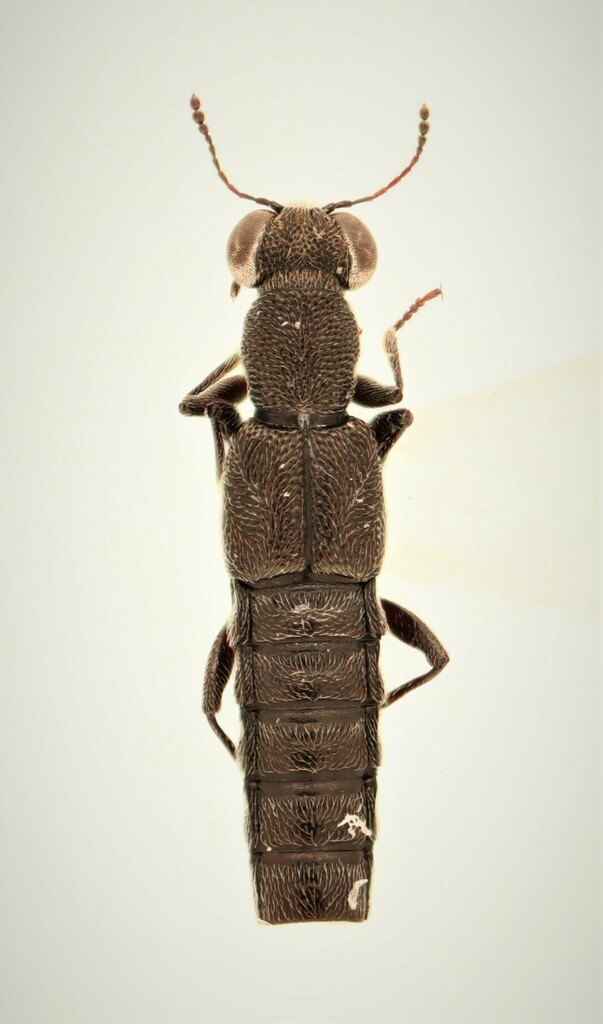 Rove beetle