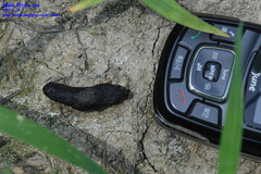 Phasianus colchicus karpowi