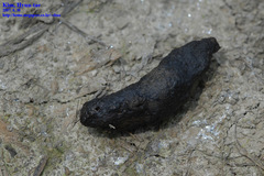 Phasianus colchicus karpowi