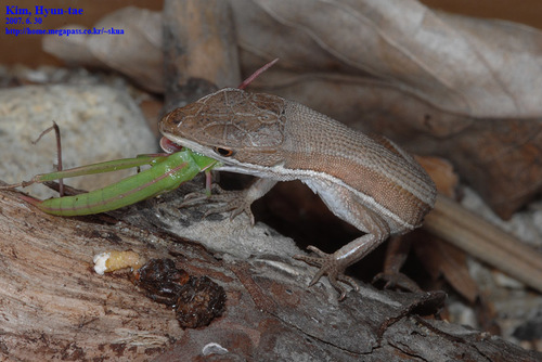 Mountain Grass Lizard, Takydromus wolteri