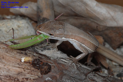 Takydromus wolteri