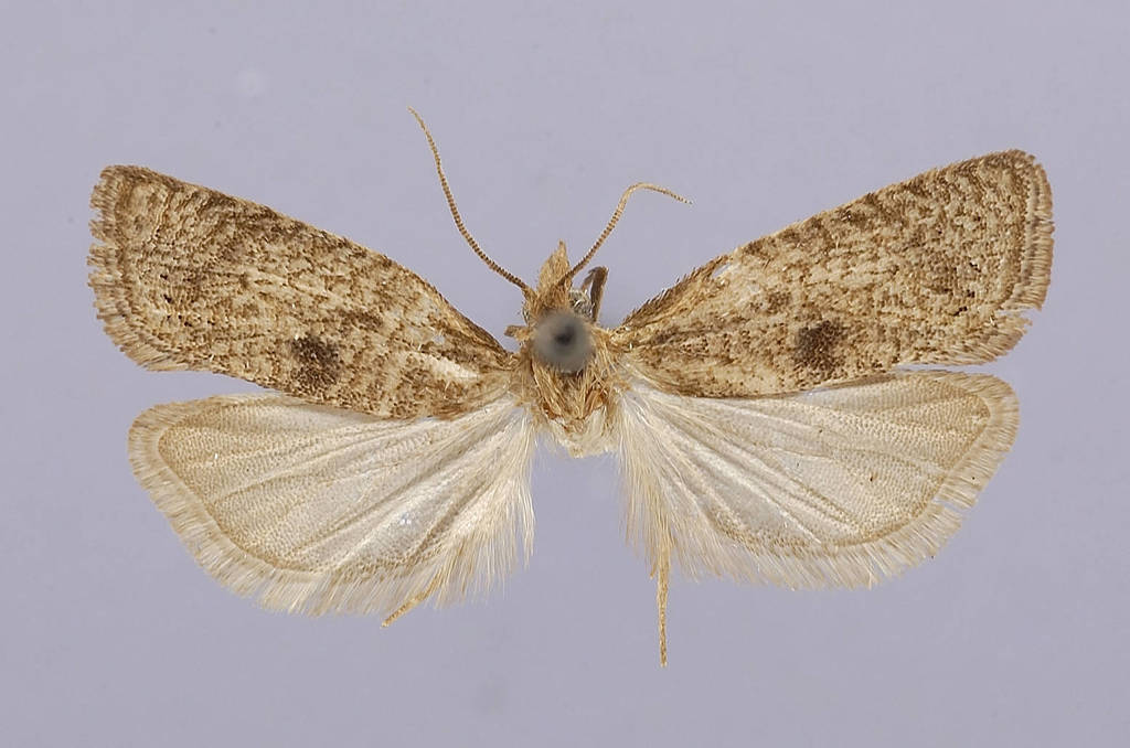Henne's Pelochrista Moth