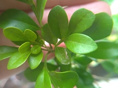 Aglaia odorata microphyllina