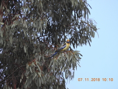 Platycercus elegans flaveolus