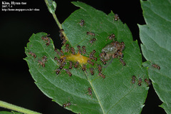 Pristomyrmex punctatus