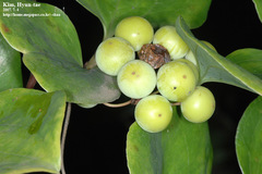 Smilax china