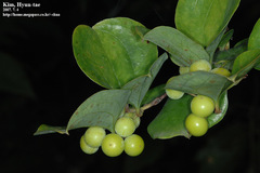 Smilax china