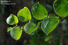 Smilax china